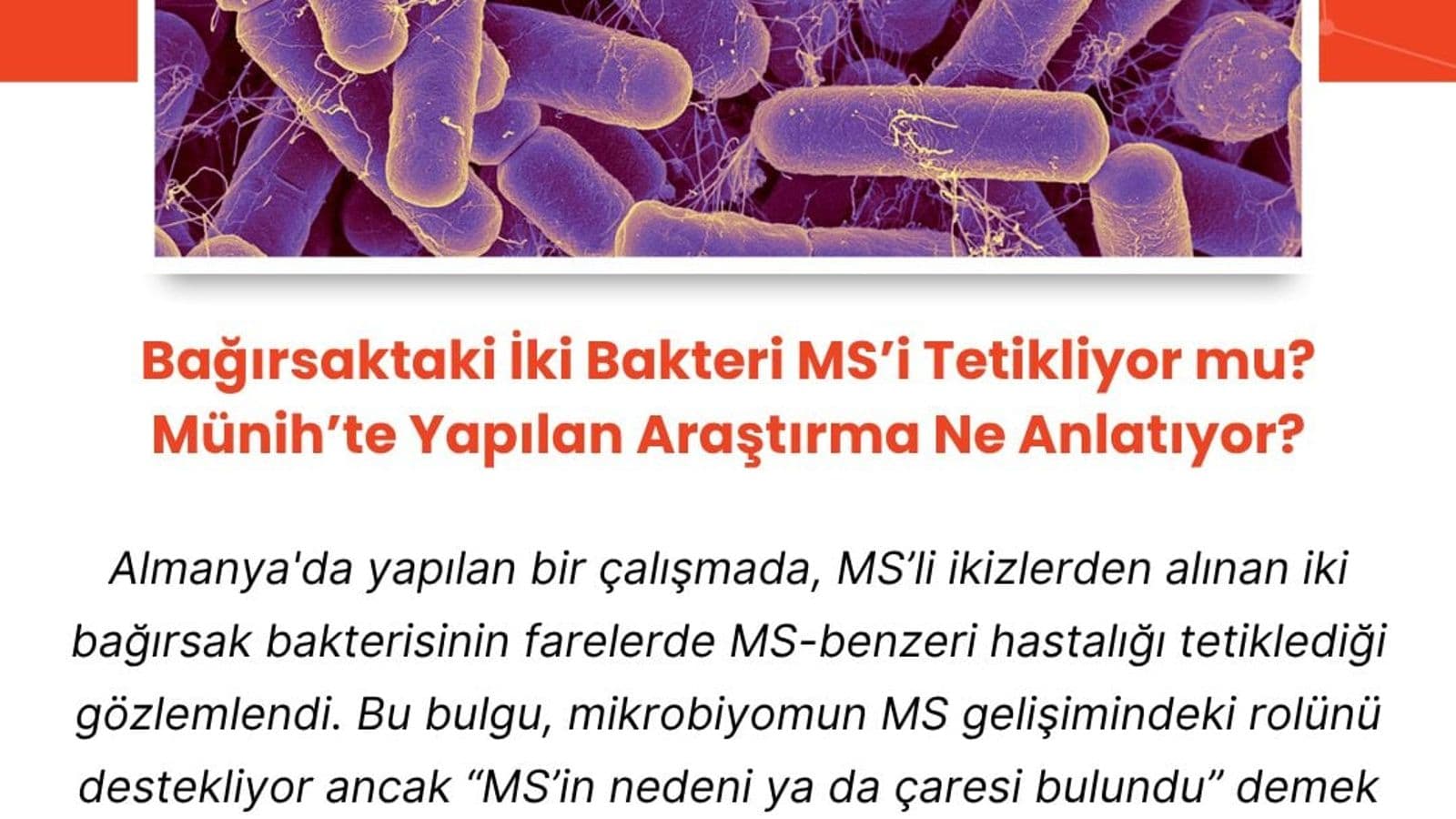 Bağırsaktaki İki Bakteri MS’i Tetikliyor mu? Münih’te Yapılan Araştırma Ne Anlatıyor?