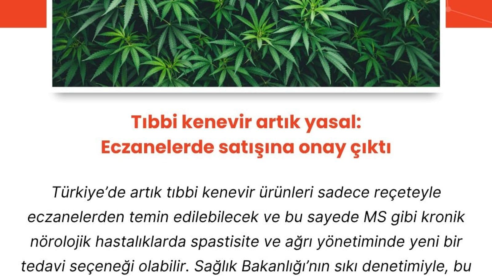 Tıbbi kenevir artık yasal: Eczanelerde satışına onay çıktı